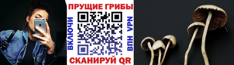 Галлюциногенные грибы GOLDEN TEACHER  Кологрив 